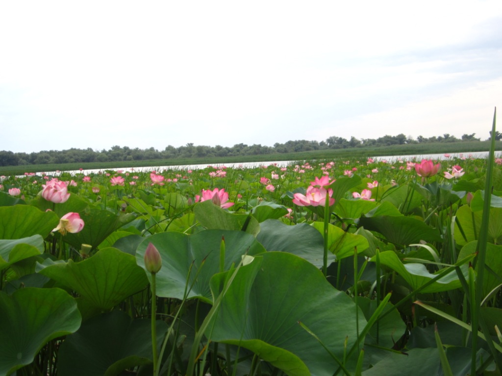 IMG_0689